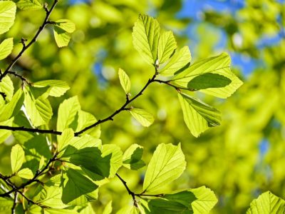 Das Bild zeigt die Blätter eines Laubbaumes in Nahaufnahme. Jedes Jahr findet am 25. April der internationale Tag des Baumes statt.