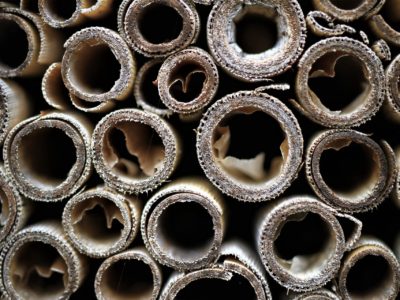 Das Bild zeigt kleine Bambusstäbe, die als Nisthilfen für Bienen verwendet werden können.