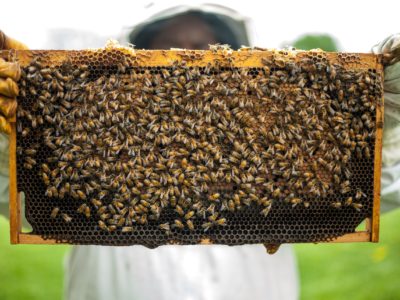 Nahaufnahme einer Bienenwaabe, die von einem Imker hochgehalten wird