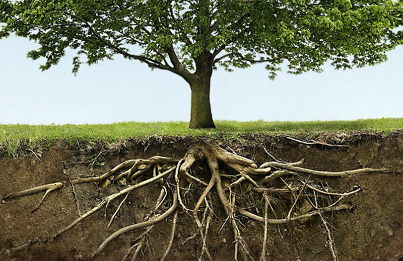 Querschnitt eines Baumes der in der Erde tiefe Wurzeln schlägt