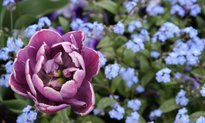 Eine blauviolette Blume