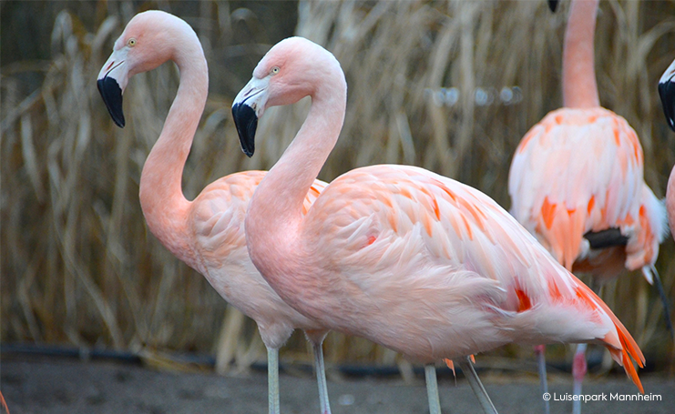 Ein Flamingopaar im Luisenpark
