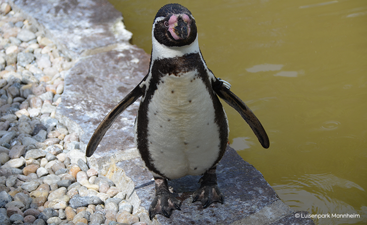 Pinguin (Sehr süß)