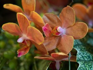 Nahaufnahme einer orangenen Orchidee