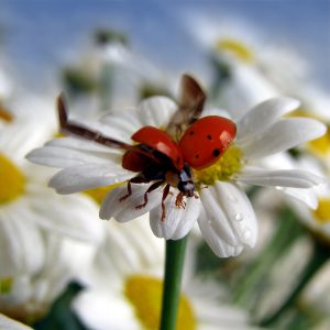 Nahaufnahme eines Marienkäfers, der auf einer Pflanze sitzt und los fliegen möchte.