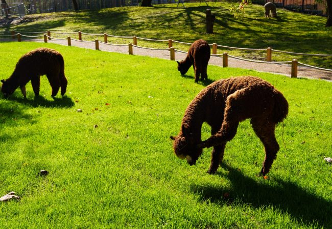 Neue tierische Bewohner im Luisenpark: Die Alpakas. Bild: Andreas Henn