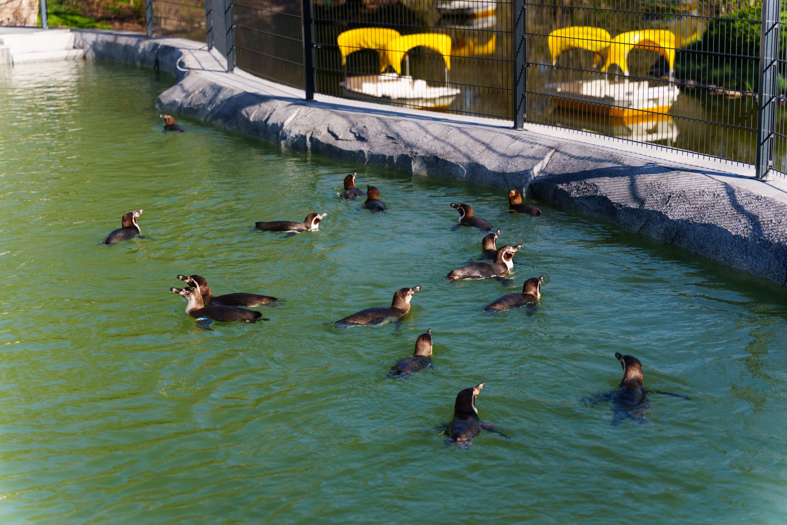 eine Gruppe von Humboldtpinguinen genießt ein Bad in grünlichem Wasser. Im Hintergrund die Charakteristischen Gondolettas des Luisenparks