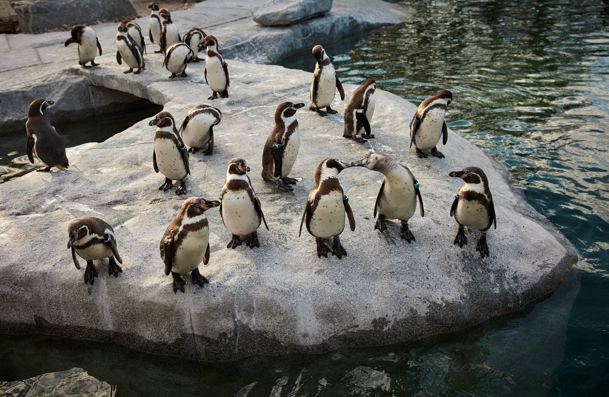 Eine Gruppe von Humboldtpinguinen versammelt sich auf einem Felsen in Wassernähe