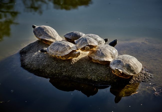 Schildkröten im Luisenpark