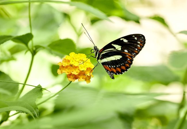 230806_Schmetterling im Südamerikahaus Luisenpark © BUGA 23_Lukac + Diehl (1)