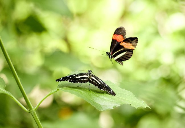 230806_Schmetterlinge im Südamerikahaus Luisenpark © BUGA 23_Lukac + Diehl (1)